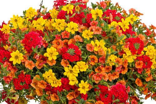 Hanging Basket $25