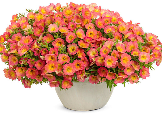 Hanging Basket $30