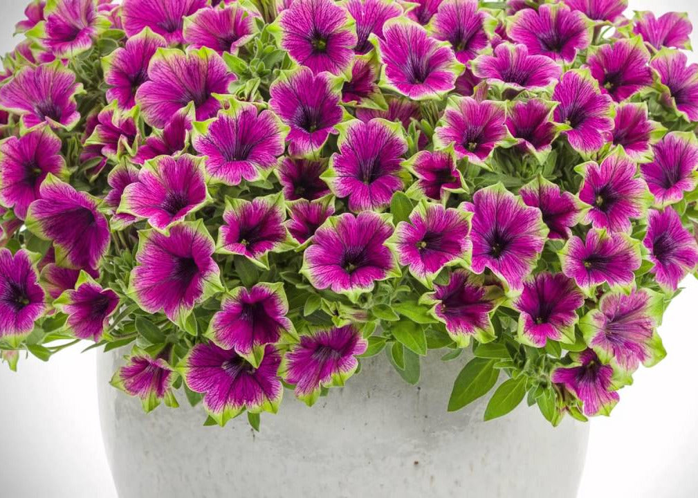 Hanging Basket $30